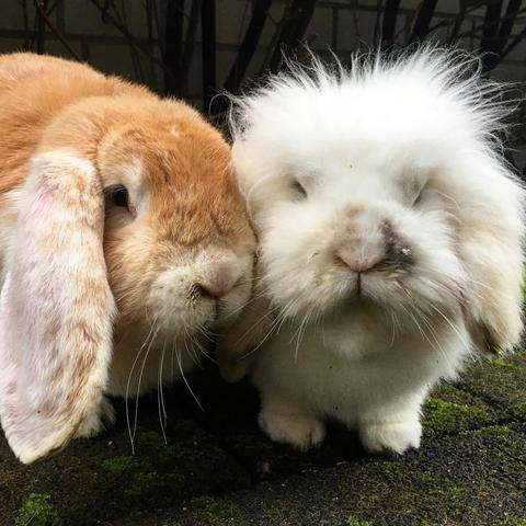Easter bunny portrait #bunny #bunnylove #instabunny #ostern #osterhase #osterhasen #easter #easterbunny