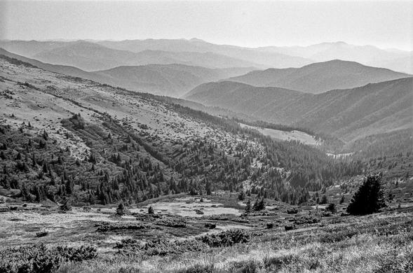 This black-and-white photograph captures a beautiful mountain landscape from the Ukrainian Carpathians. The scene shows rolling hills and mountain ridges fading into the distance, creating a layered effect. The foreground is a grassy slope with scattered small bushes and patches of low-growing shrubs, while clusters of pine trees fill the valleys and ridges. The distant mountains appear softer and more hazy, giving a sense of depth and vastness to the landscape. The image has a textured, grainy quality, enhancing its timeless, nostalgic feel.