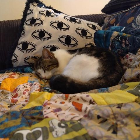 A tabby and white cat curled up sleeping peacefully on a patchwork quilt, with cushions around them