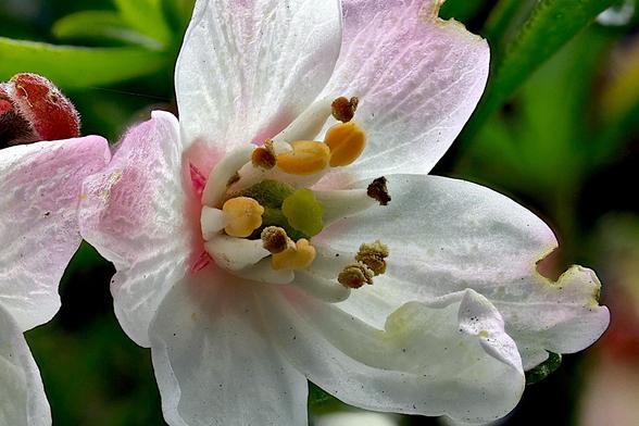 Macro Mexican Orange Blossom