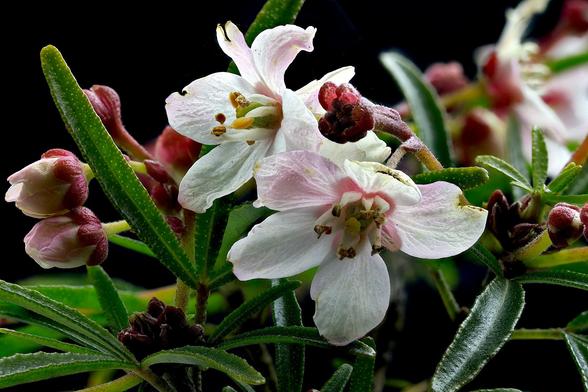 Mexican Orange Blossom