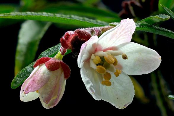 Macro Mexican Orange Blossom