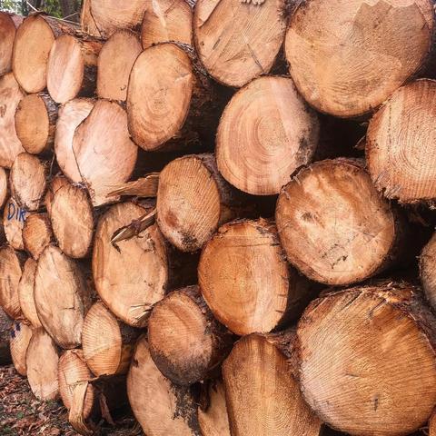 Sturmschäden #viersen #süchteln #hoherbusch #nrw #deutschland #germany #niederrhein #holz #wood