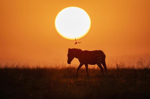 Sunset silhouette of a zebra walking through the savanna with an orange sky and the sun in the background. A bird flying is also silhouetted near the sun. See more here: https://joan-carroll.pixels.com/featured/zebra-at-sunset-masai-mara-kenya-joan-carroll.html

#zebra #sunset #silhouette #AYearForArt #BuyIntoArt #africa #masaimara #kenya
