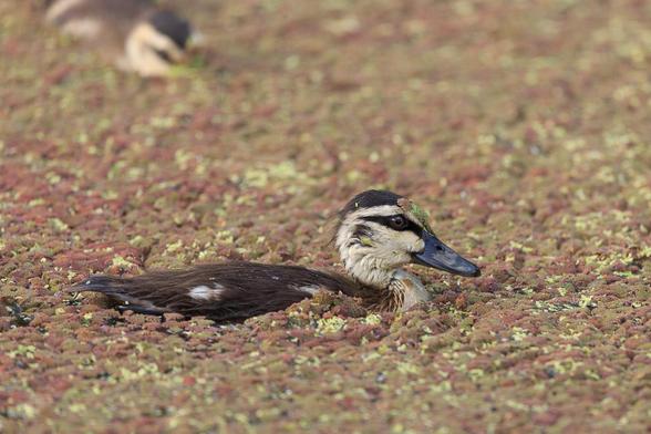 An approximately two week old Pacific Black Duck duckling, swinging through a heavy layer of water fern. 