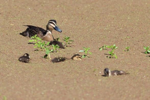 Mumma duck trails her hungry ducklings through the water fern. Not all the ducklings are pictured (there were seven). In this photo there are four. 