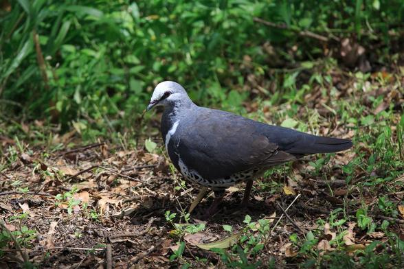 A large grey and white pigeon one the ground. Its head and front is in a patch of sun. 
