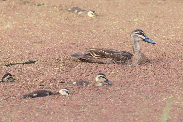 Mumma duck swims with four of her ducklings from left of frame to right. 