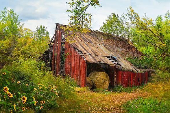 Old red barn, weathered and dilapidated, in Northeast Tennessee.  Image includes warm colors of yellow, green red and brown, and has a textured overlay to enhance the rural setting. From the Fine Art Gallery of Shelia Hunt.