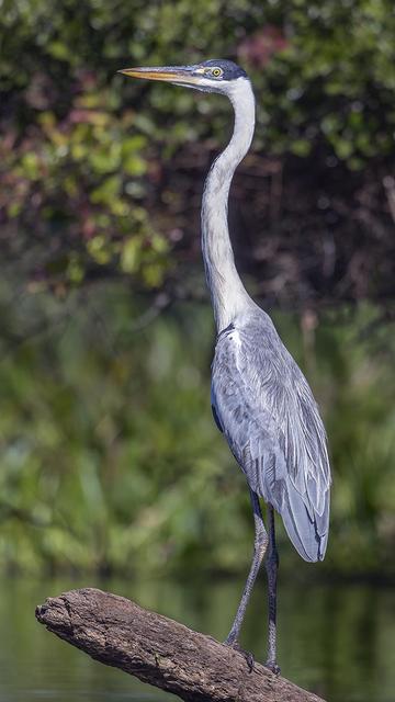 A cocoi heron perched on a log in a river in the Pantanal of Brazil. Lush greenery in the background. 

https://joan-carroll.pixels.com/featured/cocoi-heron-pantanal-brazil-joan-carroll.html

cocoi #heron #pantanal #brazil #bird #birdphotography #wildlife #wildlifephotography #southamerica #river #perched #waterfowl #longneck #AYearForArt #buyIntoArt #giftideas #wallart #artforsale @joancarroll 