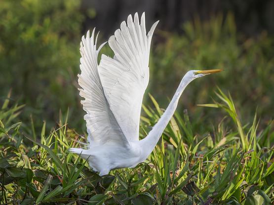 A beautiful white great egret about to take off from the wetlands of the the Pantanal of Brazil.  The soft background is green foliage. 

https://joan-carroll.pixels.com/featured/great-egret-pantanal-brazil-joan-carroll.html

#egret #greategret #white #bird #birdphotography #wildlife #wildlifephotography #wings #yellow #nature #pantanal #brazil #southamerica #foliage #graceful #AYearForArt #buyIntoArt #giftideas #wallart #artforsale @joancarroll 

