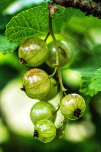 Nahaufnahme von einer Johannibeerrispe mit noch unreifen Beeren. 