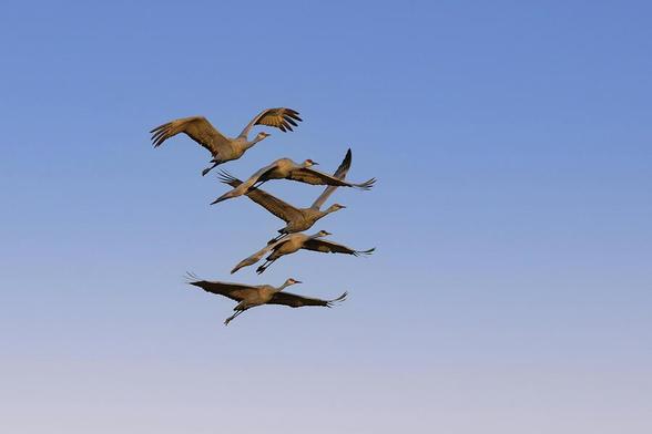 A formation of five birds soars gracefully across a clear blue sky. Their wings are spread wide as they navigate the open air together. Photography by Debra Martz