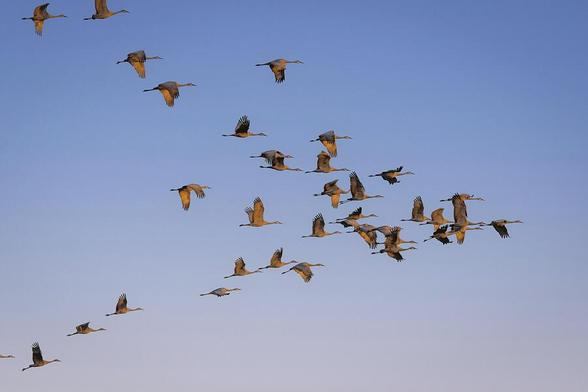 A flock of birds gracefully soars across a clear blue sky in a somewhat V-formations, their wings spread wide. The sunlight casts a warm golden glow on their feathers, highlighting their synchronized flight. Photography by Debra Martz
