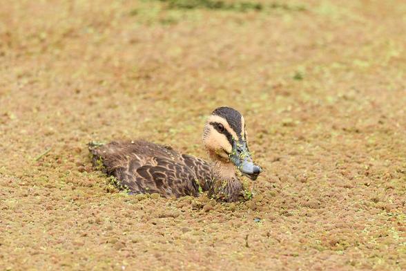 A small duck (juvenile duck) swimming through a lot of water fern. 