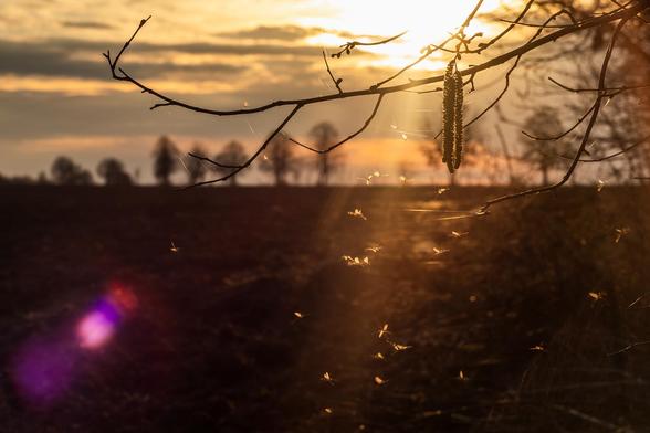 Sonnenuntergangsbild, am Horizont Baumreihe vor einen orangefarbenen Himmel. Bis dorthin Acker, Haselnusszweig und im Sonnenstrahlt tanzende Mückenmännchen. 
Bunte und einfarbige Lensflares verteilen sich im Bild.
