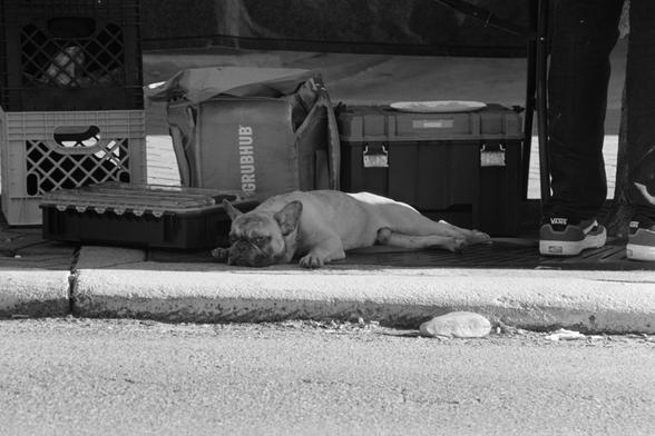 A good boy (French Bulldog) laying in the shade under a street vendor’s table