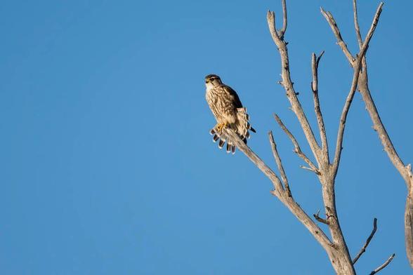 A bird of prey, a Merlin,  is perched on a bare branch against a clear blue sky, showcasing its intricate plumage and fanned tail. The scene captures a moment of stillness and natural beauty. Photography by Debra Martz