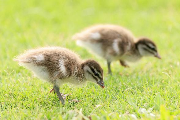 A pair of very fluffy wood duck ducklings on mown grass. Both are facing right, walking, with heads down as they graze.