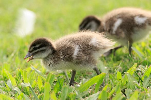 Two ducklings walking from right to left. The lead one has its beak open. 