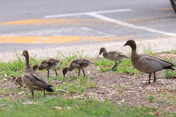 A family of Australian Wood ducks on some lawn next to a road. There is a pair of adults, three older ducklings losing their down, and one tiny downy duckling. 