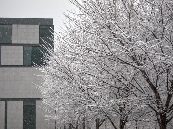 Snow-covered trees with a bit of the new wing of Boston’s Museum of Fine Arts on the left. Although the image, taken a few years ago, looks like it’s black-and-white, it was shot in color on a very gray and snowy day.
