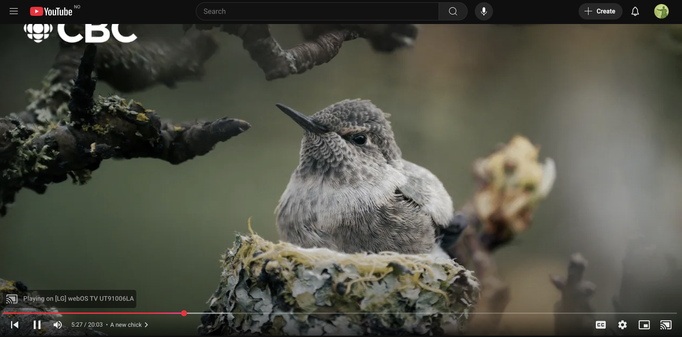 The story of Eric Pittman and his humming bird obsession on YouTube