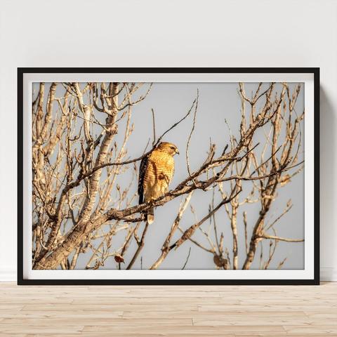 A hawk perches on a bare tree branch, blending seamlessly with the surrounding winter landscape. The bird's sharp gaze is fixed on something in the distance, framed by the intricate network of twigs and branches. Photography by Debra Martz