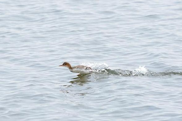 The bird is just left and below the middle of the photo.
The bird is speeding through the water leaving a trail in the water behind it.
The bidr is a juvenile and surrounded by water.