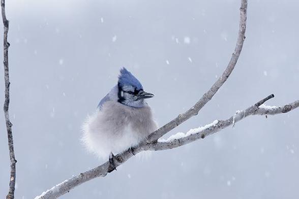 The head of the bird is just left and above the middle of the photo.
The bird is sitting on a branch and facing to the right.
There is some snow on the branch and some snow falling.