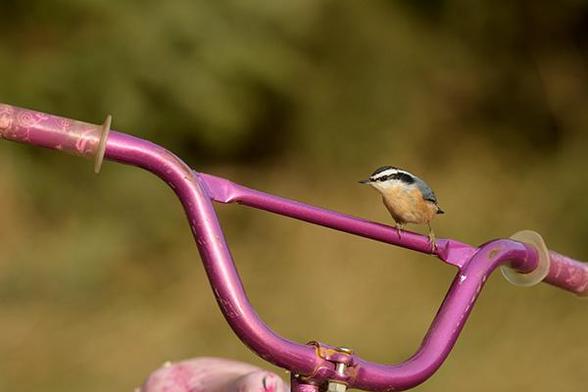 The bird is one quarter from the right and in the middle of the photo.
It is sitting on a handlebar and lfacing to the left.