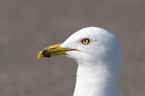 The eye of the bird is just right and above the middle of the photo.
The bird is facing to the left.
