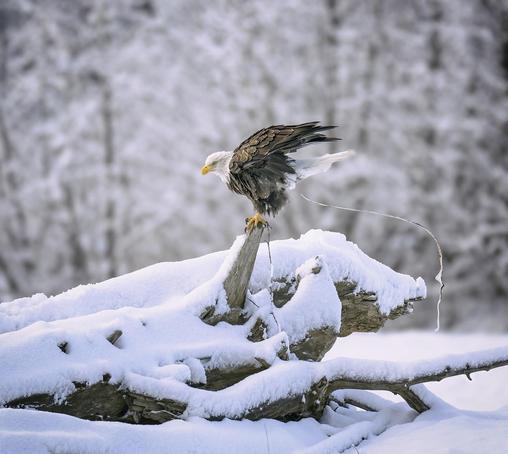 Often birds eliminate to reduce weight just before flying. This bald eagle was perched on a stump and 'peed', but then never took off for flight. Eagle sits on a snowy log with a snowy forest in the background

https://joan-carroll.pixels.com/featured/shedding-weight-for-flight-joan-carroll.html

#eagle #baldeagle #perched #pee #elimination #winter #alaska #haines #perched #logs #forest #wildlife #wildlifephotography #bird #birdphotography #raptor #AYearForArt #buyIntoArt #giftideas #wallart #artforsale @joancarroll