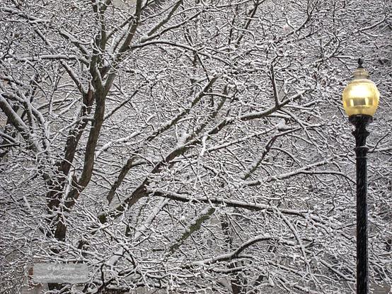 Snow-covered tree branches dominate the frame. To the right of the image, a single old-fashioned streetlight with a glowing yellow light adds a touch of color to the otherwise black, gray, and white scene. In the lower left is a watermark with my photo website: www.bobgreene-photo.art
