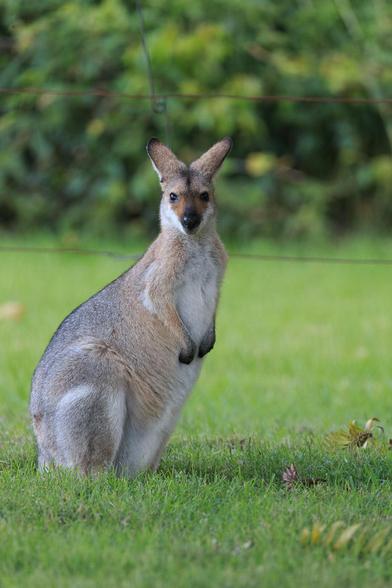 A small light grey wallaby with hints of light red fur on its arms, snout and (not pictured) the back of its neck. It has black paws, black tips on its ears and nose. 

It is standing upright, looking directly at the camera. 