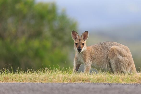 A wallaby on all fours looks up from eating as it notices the photographer. 
It is looking directly at the camera, ears up and alert. 
The background is a view down to the plains far below, and a nearer bushy tree (out of focus)