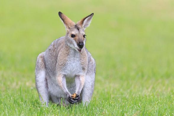 A Red-necked Wallaby sitting on its haunches, gripping a fruit of some variety in its front paws, and chewing. 