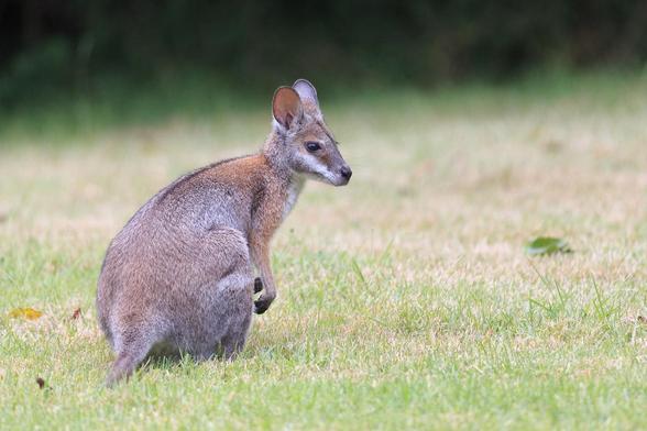 An adolescent Black-striped Wallaby on the grass. Its mother was nearby (next photo)