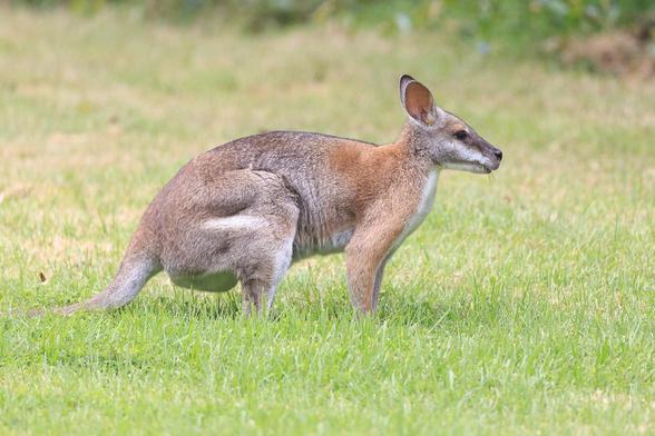 Profile of the mother* of the adolescent wallaby from the previous photo. The red colouring can be seen over the neck and arms. She is on all fours (or is that fives? since the tail is holding her butt off the ground). 

*may actually be male. 