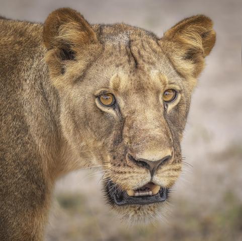 Portrait of a lion in Zimbabwe Africa. Her intense amber eyes gazes directly, capturing a moment of wild beauty and strength. The fur is detailed and vibrant, highlighting the animal's majestic features against a soft, blurred background. 

#lion #lioness #bigcat #zimbabwe #predator #nature #safari #wildlife  #wildlifephotography #feline #animal #eyes #majestic #AYearForArt #buyIntoArt #giftideas #wallart #artforsale @joancarroll 

https://joan-carroll.pixels.com/featured/up-close-and-personal-with-a-lioness-zimbabwe-joan-carroll.html