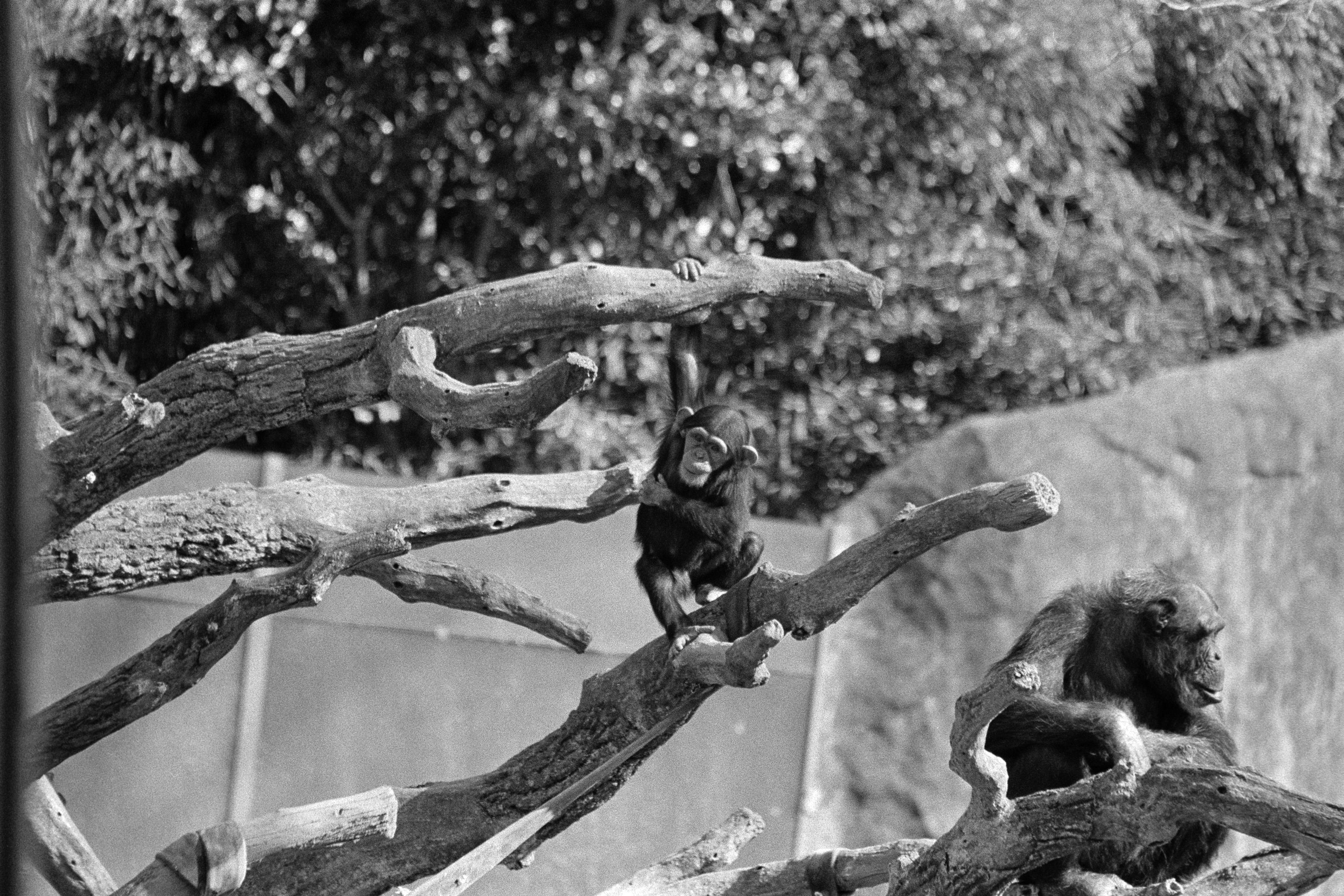 A young chimpanzee playing on tree branches
