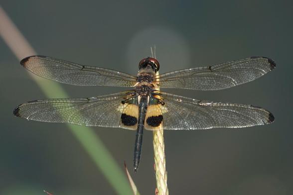 A dragonfly with a dark body and transparent wings with small dark wing tips. A yellow and dark patch is found on the rear pair of wings near the body.