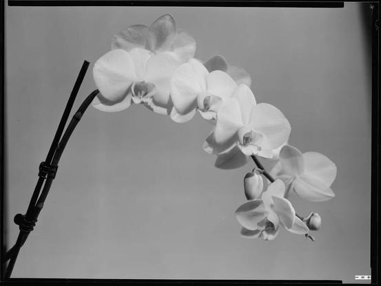 Orchid blossoms in a simple studio shot.