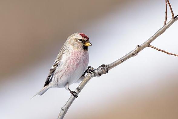 The head of the bird is one third from the top and just left of the middle of the photo.
The bird is sitting on a small branch.
It is facing to the right.
