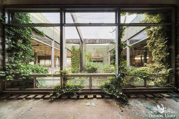 overgrown window, plants reach out