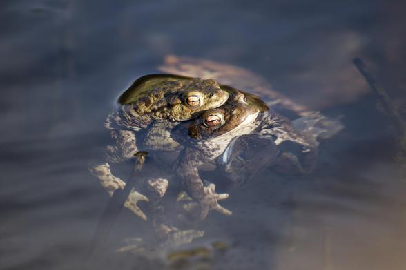 Colour landscape-format image shows a large female toad paired with a much smaller male toad as they go through the mating process in early Spring. Each has the typical copper-coloured eye with a black, horizontal slit pupil. Even though this pairing were firmly fixed together, other males were still trying to mate with the female - there is another male below the water's surface clinging to her abdomen.