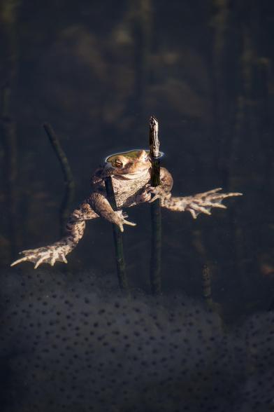 A small male toad clings to two reeds at the water's edge, his long back legs and enormous feet splayed out for balance below the surface. In the foreground can be seen clusters of spawn, with the tiny black dot at the centre of each egg.