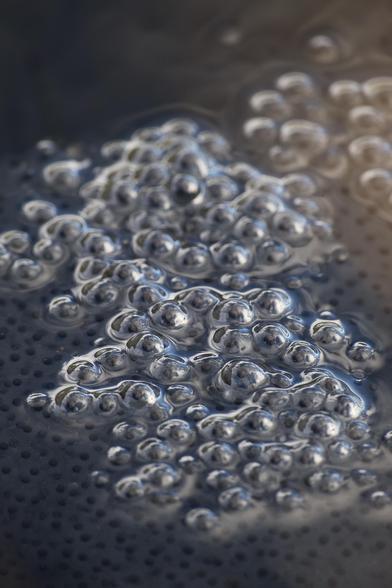 A mass of toad spawn glistens in the late afternoon sun, with the tiny black embryos clearly visible in each egg. Soon they will become tadpoles, then fully formed toads. Those that survive will return to this same pond to mate as adults.