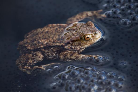 A male toad guards the spawn in the pond where he himself was born. Note the dazzling, bright copper-coloured eye with its black horizontal slit, and the knobbly, ridged skin of his back.