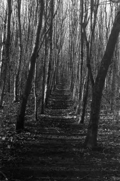 pathway through the trees